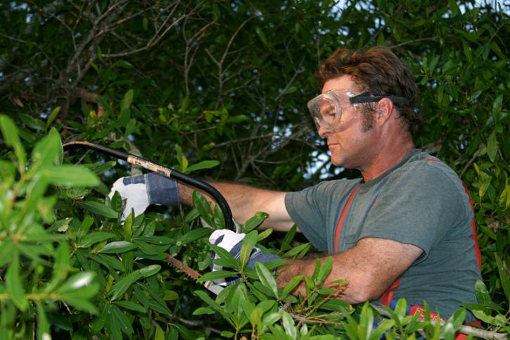Image for Majestic Tree Trimming with ID of: 1297254
