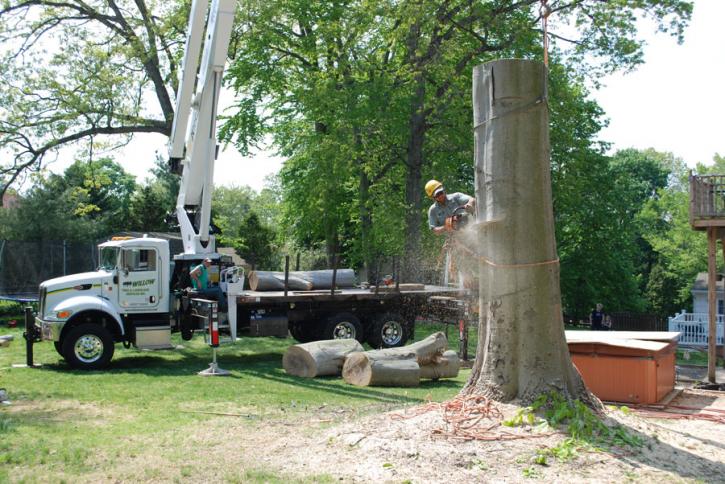 Image for Willow Tree & Landscaping Services with ID of: 1298012