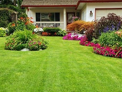 Image for Lubbock Tree and Landscapings with ID of: 1299341