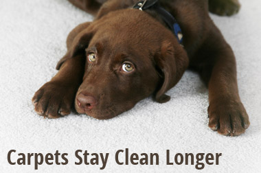 Image for Heaven's Best Carpet Cleaning Pinehurst NC with ID of: 1302193