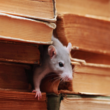 Image for Dame Pest Solutions, Inc. with ID of: 1302285