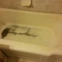 Image for Bathcrest Of Denver with ID of: 1302618