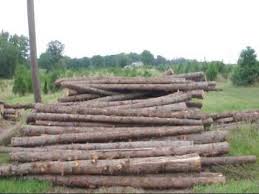 Image for Cedar fence post services with ID of: 1302670