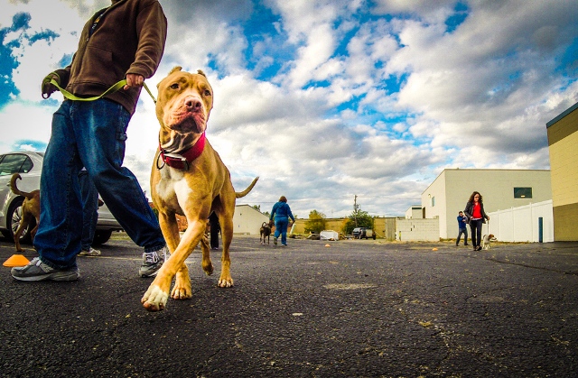 Image for Joey Luke's Dog Training with ID of: 1303323