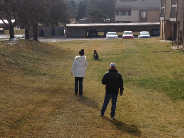 Image for Joey Luke's Dog Training with ID of: 1303326