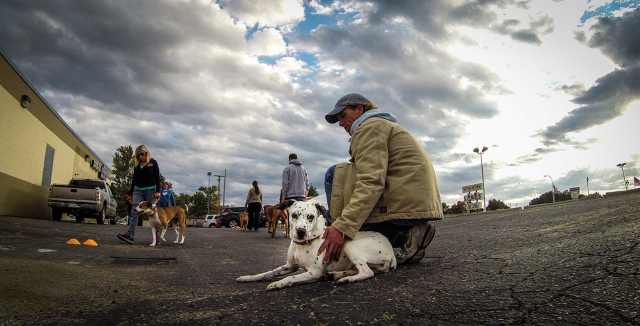 Image for Joey Luke's Dog Training with ID of: 1303329