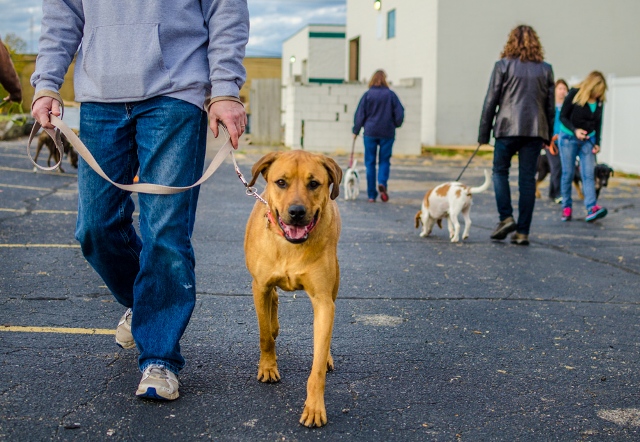 Image for Joey Luke's Dog Training with ID of: 1303330