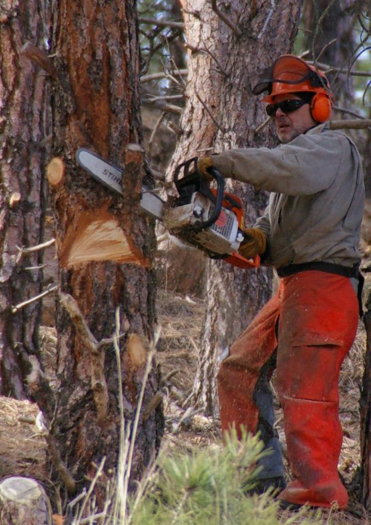 Image for Tree Services Little Rock with ID of: 1303503