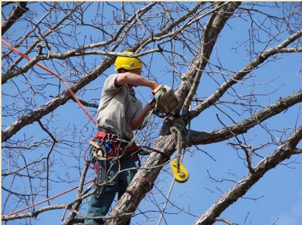 Image for Westminster Tree care with ID of: 1310748
