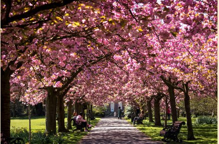 Image for Westminster Tree care with ID of: 1310749