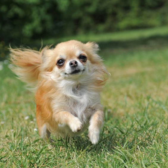 Image for Contain-A-Pet with ID of: 1311190