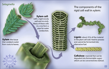 Image for Global demand for Lignin Market Will Growing at CAGR of around 2.5% between 2015 and 2020 with ID of: 1315322