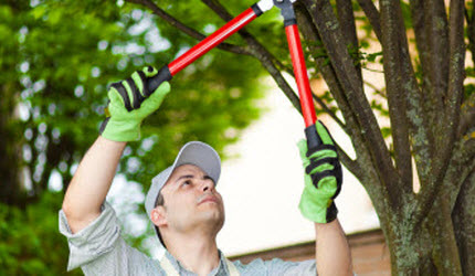 Image for Carlsbad Lawn Care with ID of: 1316512