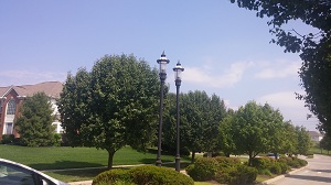 Image for Notestine's Tree Service with ID of: 1317965