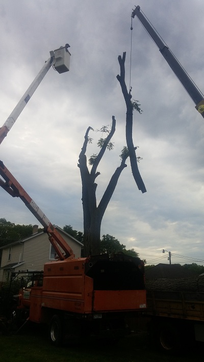 Image for Notestine's Tree Service with ID of: 1317990