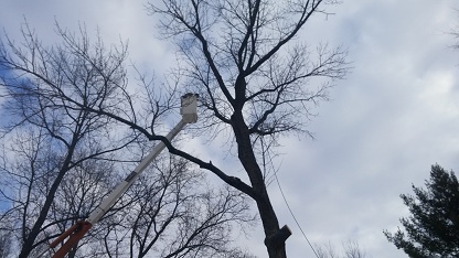 Image for Notestine's Tree Service with ID of: 1317993