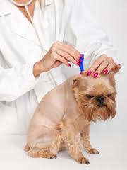 Image for Natural flea control with ID of: 1318104