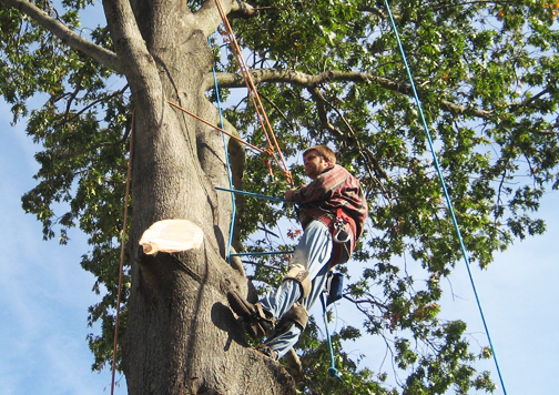 Image for Central VA Tree Removal with ID of: 1318198