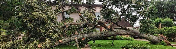 Image for Stick's & Stones Tree Service with ID of: 1323179