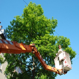 Image for Bellizzi Tree Service with ID of: 1323769