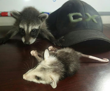 Image for Centurian Exterminators with ID of: 1324137