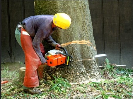 Image for Fort Smith Tree Care with ID of: 1325801