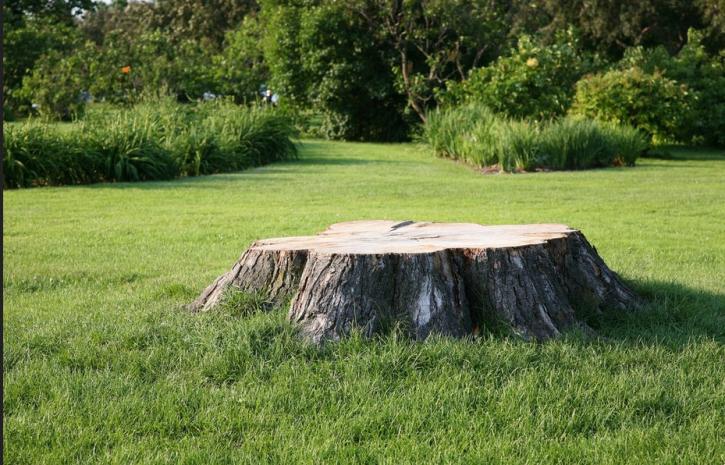 Image for Fort Smith Tree Care with ID of: 1325803