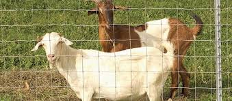 Image for Goat fencing service with ID of: 1328002