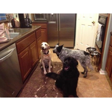 Image for Barking Life Pet Concierge with ID of: 1328804