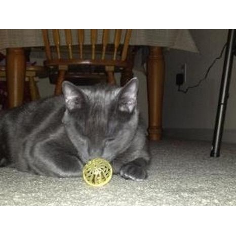 Image for Barking Life Pet Concierge with ID of: 1328806