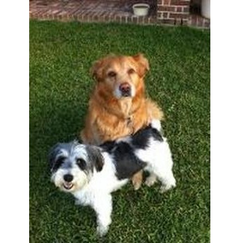Image for Barking Life Pet Concierge with ID of: 1328807