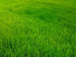 Image for Overseeding lawn with ID of: 1329188