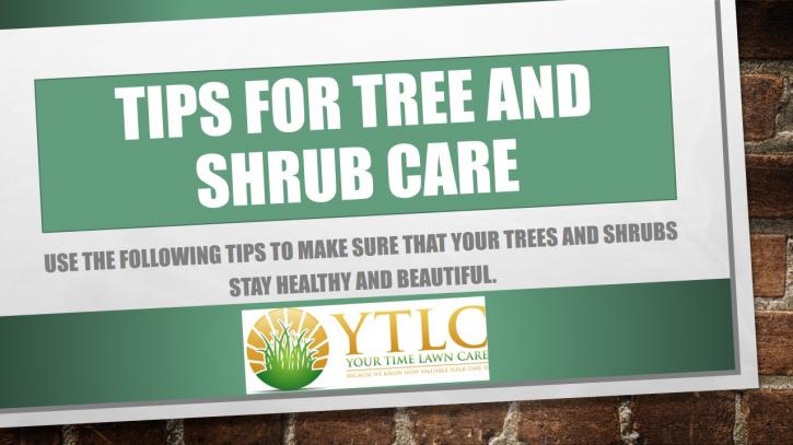 Image for Tips for Tree and Shrub Care with ID of: 1335978
