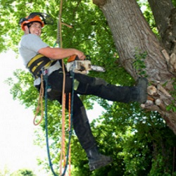 Image for Danbury Tree Pros with ID of: 1337623