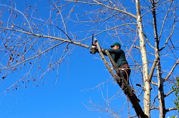 Image for Danbury Tree Pros with ID of: 1337630