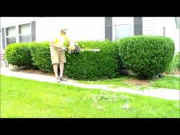 Image for Hedge trimming services with ID of: 1349340