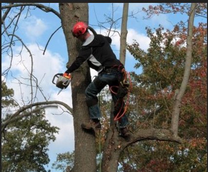 Image for Des Moines Professional Tree Trimming Services with ID of: 1349406
