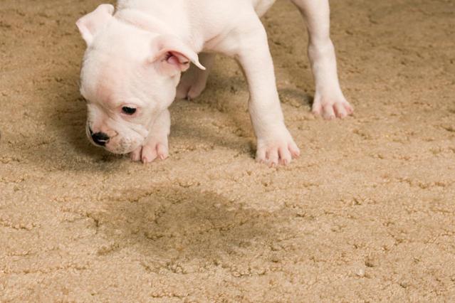 Image for Atascocita Carpet Pros with ID of: 1350909