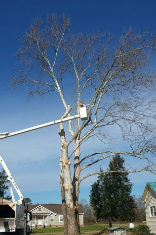 Image for Bruder Tree & Landscape Services with ID of: 1353022