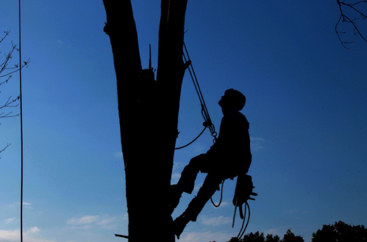 Image for Rock Hill Tree Service with ID of: 1356711