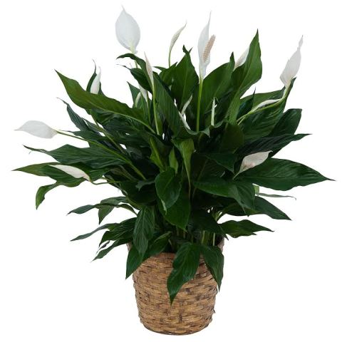 Image for Arizona Florist with ID of: 1357808