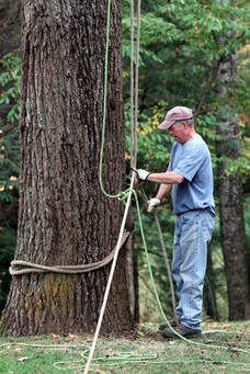 Image for Waterford Tree Service with ID of: 1359018