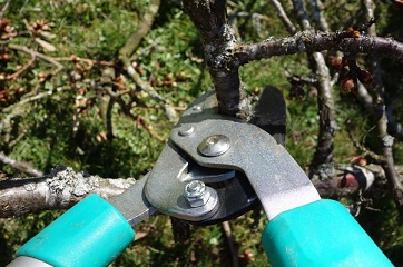 Image for Waterford Tree Service with ID of: 1359019