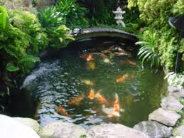 Image for Koi pond services with ID of: 1361190