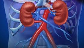 Image for Global Kidney Function Tests Market Segments, share, Trends 2021 by ZMR with ID of: 1362753
