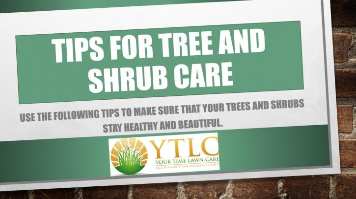 Image for Tips for Tree and Shrub Care with ID of: 1363141