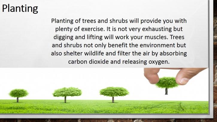 Image for Tips for Tree and Shrub Care with ID of: 1363142