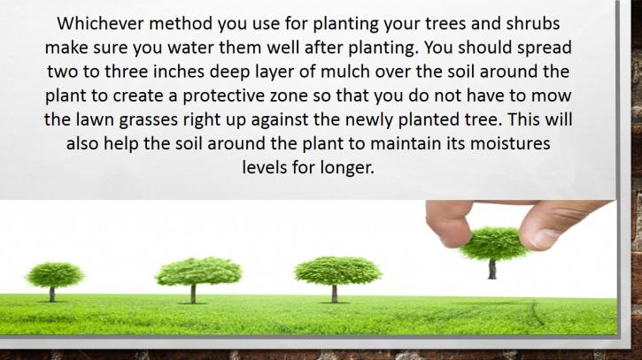 Image for Tips for Tree and Shrub Care with ID of: 1363145