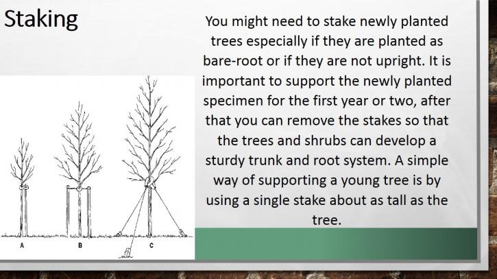 Image for Tips for Tree and Shrub Care with ID of: 1363146