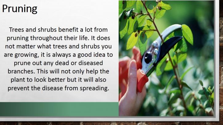 Image for Tips for Tree and Shrub Care with ID of: 1363147